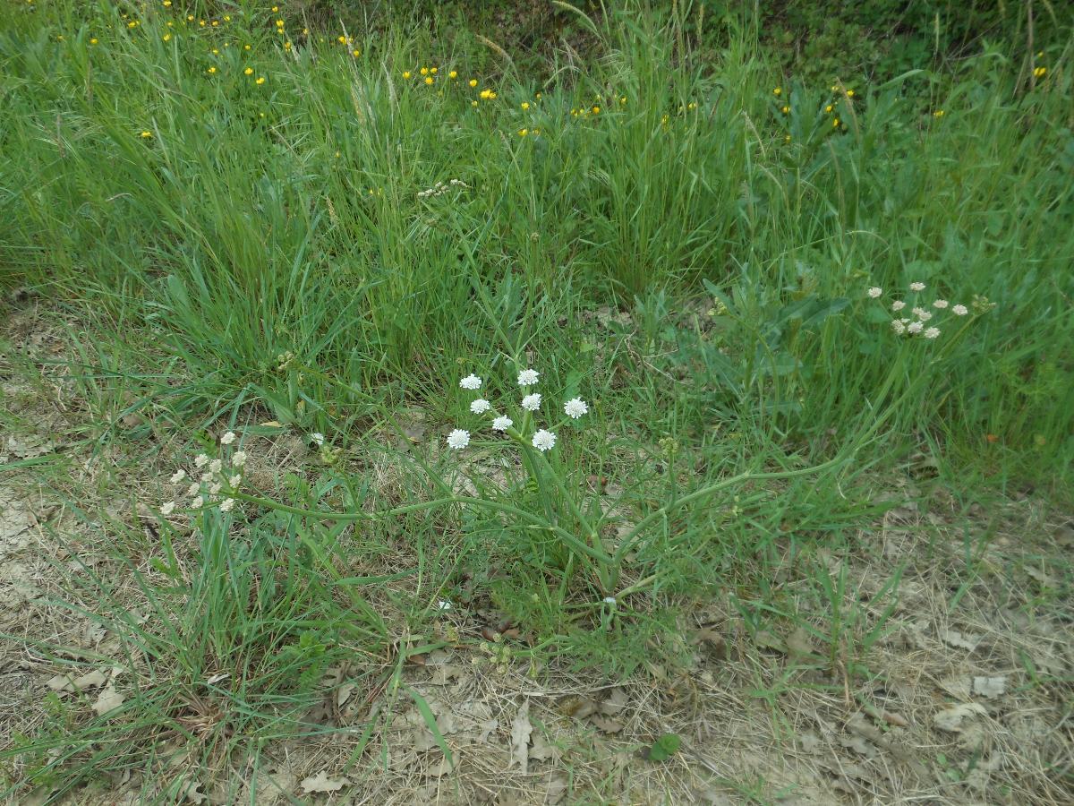 Oenanthe silaifolia M.Bieb./Finocchio acquatico silaifoglio